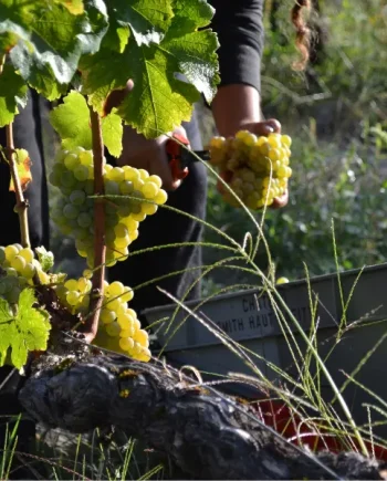 New VS Old World Wine Discovery, Crusting Pipe, Tasting &amp; Dinner SOLD OUT