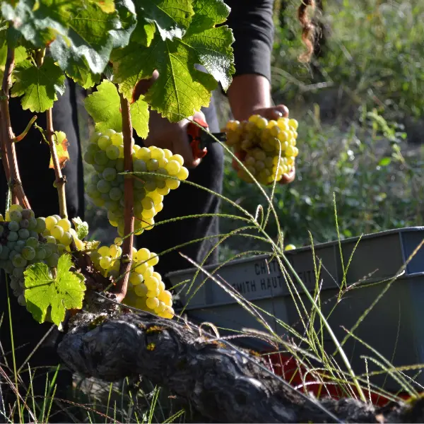 New VS Old World Wine Discovery, Crusting Pipe, Tasting & Dinner SOLD OUT